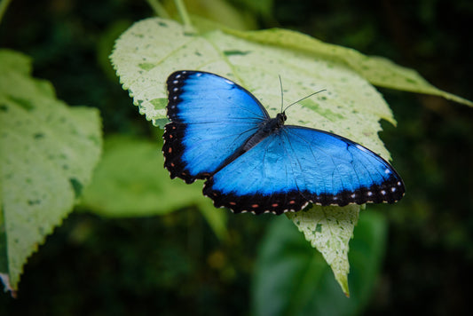 Endangered Fender's Blue Butterfly Makes a Comeback Thanks to Conservation Efforts