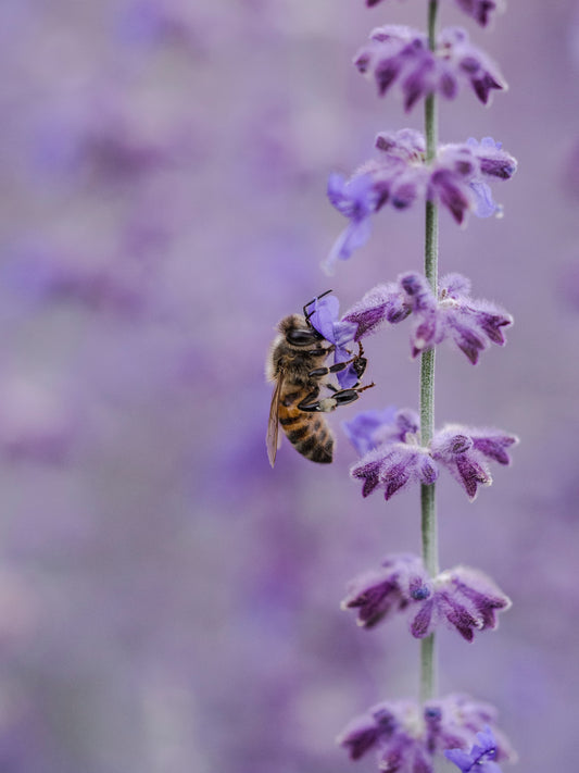 Nature's Comeback: The Resurgence of Urban Bee Populations