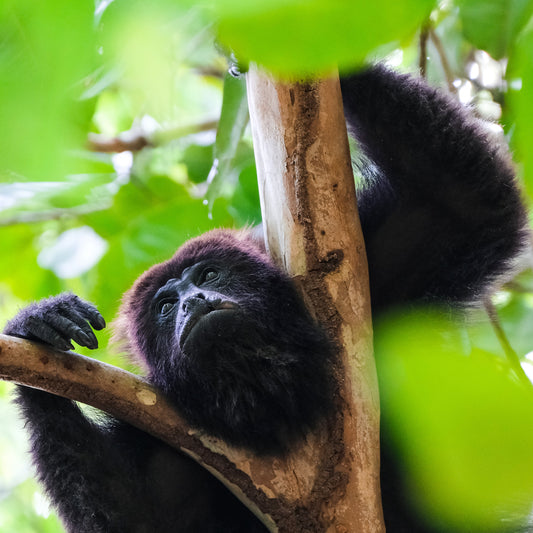 A Conservation Success Story: The Resurgence of the Howler Monkey Population