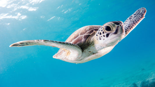 Sea Turtles on the Path to Recovery: Conservation Efforts Showing Positive Results