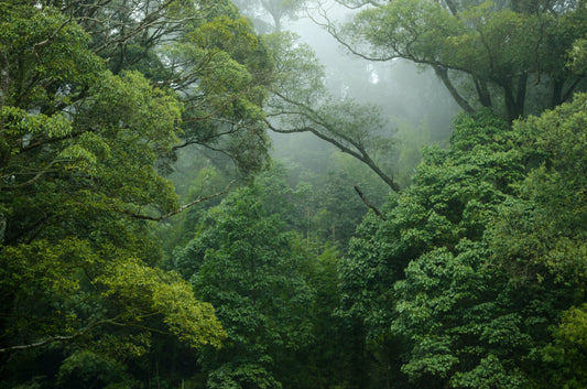 Exciting Discovery in South American Rainforest Unveils New Species