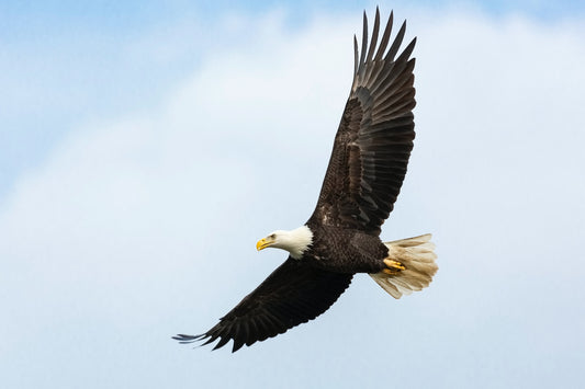 A Miracle of Science: The Comeback of the Bald Eagle