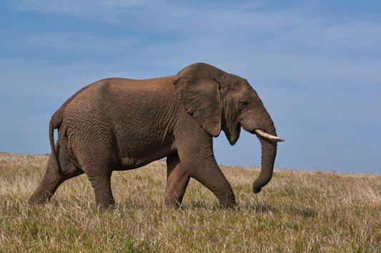 Elephants: Natures Wonder